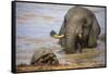 Leopard tortoise with elephant behind, South Africa-Ann & Steve Toon-Framed Stretched Canvas