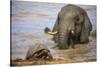 Leopard tortoise with elephant behind, South Africa-Ann & Steve Toon-Stretched Canvas
