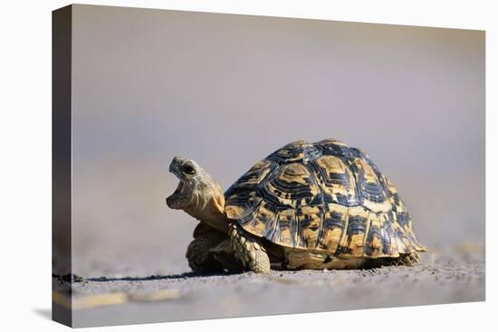 Leopard Tortoise with Open Mouth-null-Stretched Canvas