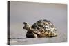 Leopard Tortoise with Open Mouth-null-Stretched Canvas