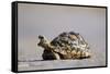 Leopard Tortoise with Open Mouth-null-Framed Stretched Canvas