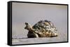 Leopard Tortoise with Open Mouth-null-Framed Stretched Canvas