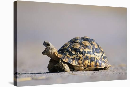 Leopard Tortoise with Open Mouth-null-Stretched Canvas