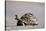 Leopard Tortoise with Open Mouth-null-Stretched Canvas