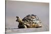 Leopard Tortoise with Open Mouth-null-Stretched Canvas