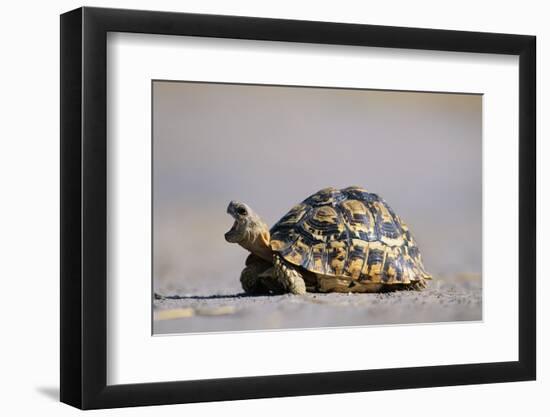 Leopard Tortoise with Open Mouth-null-Framed Premium Photographic Print