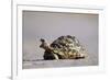 Leopard Tortoise with Open Mouth-null-Framed Photographic Print