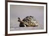 Leopard Tortoise with Open Mouth-null-Framed Photographic Print