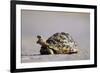 Leopard Tortoise with Open Mouth-null-Framed Photographic Print