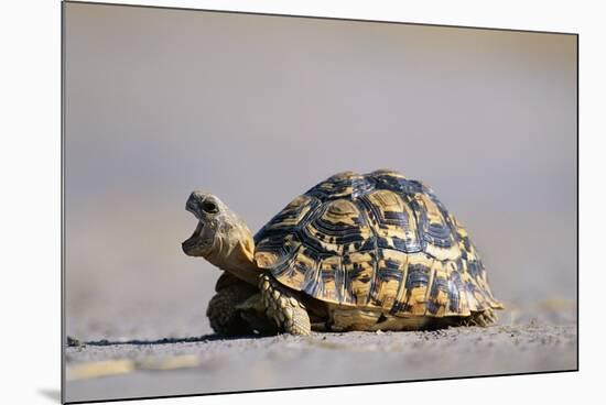 Leopard Tortoise with Open Mouth-null-Mounted Photographic Print