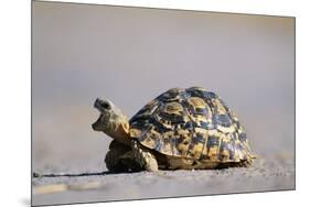 Leopard Tortoise with Open Mouth-null-Mounted Photographic Print