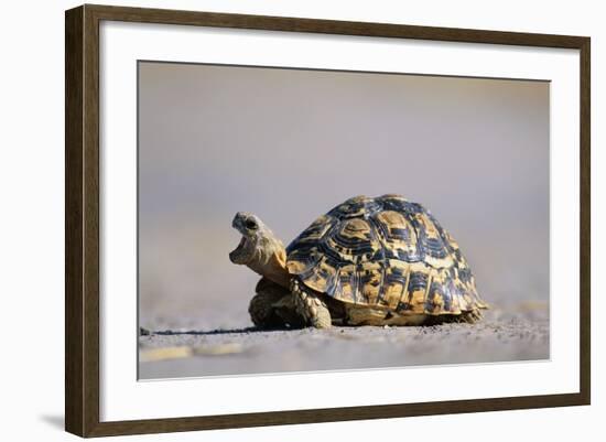 Leopard Tortoise with Open Mouth-null-Framed Photographic Print