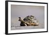 Leopard Tortoise with Open Mouth-null-Framed Photographic Print