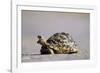 Leopard Tortoise with Open Mouth-null-Framed Photographic Print