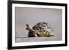 Leopard Tortoise with Open Mouth-null-Framed Photographic Print