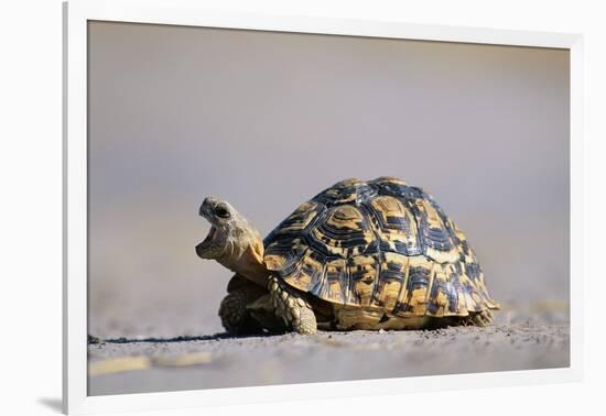 Leopard Tortoise with Open Mouth-null-Framed Photographic Print