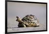 Leopard Tortoise with Open Mouth-null-Framed Photographic Print