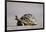 Leopard Tortoise with Open Mouth-null-Framed Photographic Print