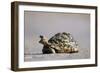 Leopard Tortoise with Open Mouth-null-Framed Photographic Print