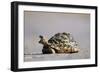 Leopard Tortoise with Open Mouth-null-Framed Photographic Print