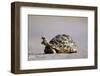 Leopard Tortoise with Open Mouth-null-Framed Photographic Print