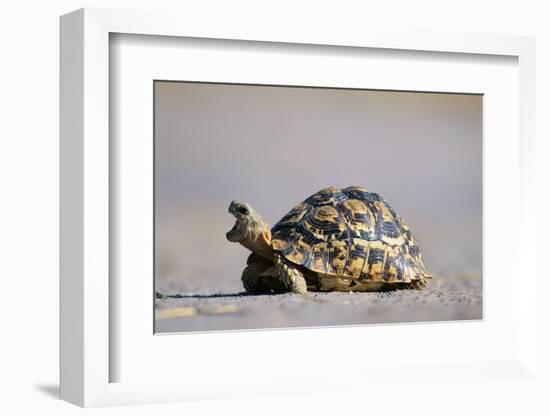 Leopard Tortoise with Open Mouth-null-Framed Photographic Print