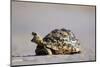 Leopard Tortoise with Open Mouth-null-Mounted Photographic Print
