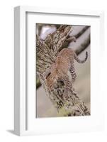 Leopard Trying to Descending Tree Trunk, Paws Spread Out for Balance-James Heupel-Framed Photographic Print