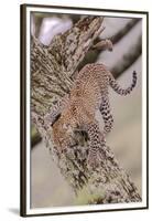 Leopard Trying to Descending Tree Trunk, Paws Spread Out for Balance-James Heupel-Framed Premium Photographic Print