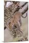 Leopard Trying to Descending Tree Trunk, Paws Spread Out for Balance-James Heupel-Mounted Premium Photographic Print