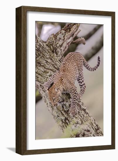 Leopard Trying to Descending Tree Trunk, Paws Spread Out for Balance-James Heupel-Framed Photographic Print