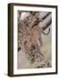 Leopard Trying to Descending Tree Trunk, Paws Spread Out for Balance-James Heupel-Framed Photographic Print