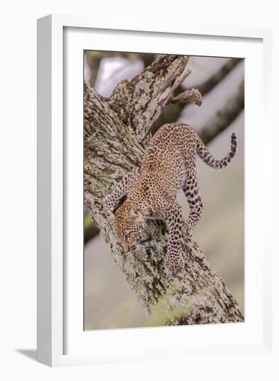 Leopard Trying to Descending Tree Trunk, Paws Spread Out for Balance-James Heupel-Framed Photographic Print