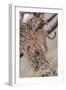 Leopard Trying to Descending Tree Trunk, Paws Spread Out for Balance-James Heupel-Framed Photographic Print