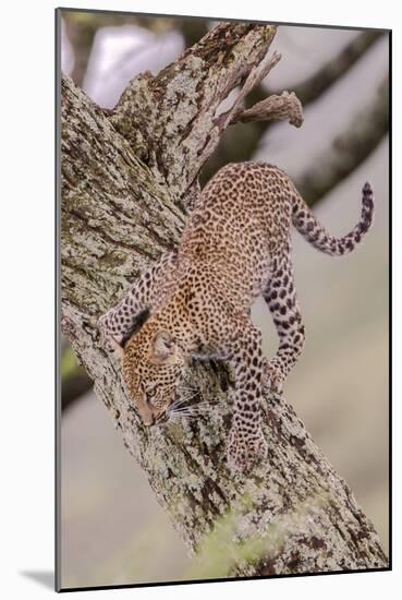 Leopard Trying to Descending Tree Trunk, Paws Spread Out for Balance-James Heupel-Mounted Photographic Print