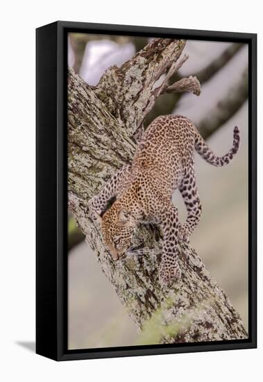 Leopard Trying to Descending Tree Trunk, Paws Spread Out for Balance-James Heupel-Framed Stretched Canvas