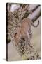 Leopard Trying to Descending Tree Trunk, Paws Spread Out for Balance-James Heupel-Stretched Canvas