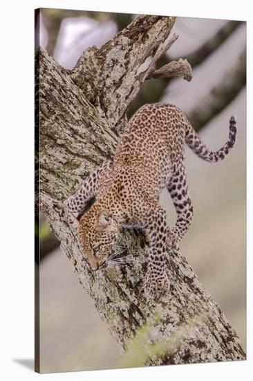 Leopard Trying to Descending Tree Trunk, Paws Spread Out for Balance-James Heupel-Stretched Canvas