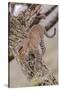 Leopard Trying to Descending Tree Trunk, Paws Spread Out for Balance-James Heupel-Stretched Canvas