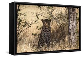 Leopard under Tree-PattrickJS-Framed Stretched Canvas