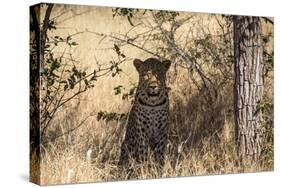 Leopard under Tree-PattrickJS-Stretched Canvas