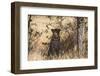 Leopard under Tree-PattrickJS-Framed Photographic Print