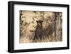 Leopard under Tree-PattrickJS-Framed Photographic Print