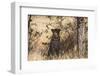 Leopard under Tree-PattrickJS-Framed Photographic Print