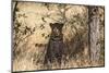 Leopard under Tree-PattrickJS-Mounted Photographic Print