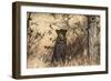 Leopard under Tree-PattrickJS-Framed Photographic Print