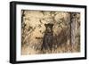 Leopard under Tree-PattrickJS-Framed Photographic Print