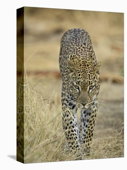 Leopard Walking Straight Towards the Camera, Samburu National Reserve, Kenya, East Africa, Africa-James Hager-Stretched Canvas
