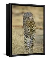 Leopard Walking Straight Towards the Camera, Samburu National Reserve, Kenya, East Africa, Africa-James Hager-Framed Stretched Canvas