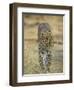 Leopard Walking Straight Towards the Camera, Samburu National Reserve, Kenya, East Africa, Africa-James Hager-Framed Photographic Print